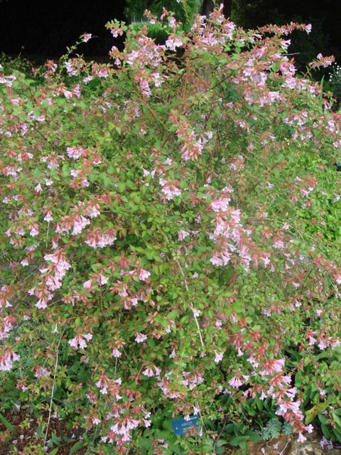 Abelia schumanii